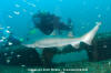 Sandtiger Shark