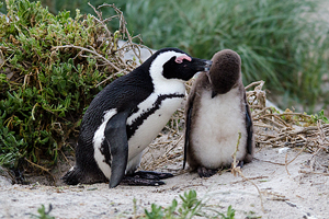 Cape Penguins