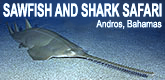 Sawfish Diving