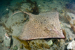 Barndoor Skate