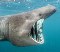basking shark picture