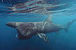 Basking Shark