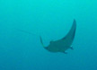 Bentfin Devil Ray