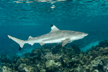 blacktip reef shark