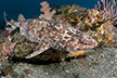 Blotch swell shark