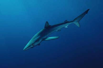 http://www.elasmodiver.com/images/Blue-shark-040.jpg