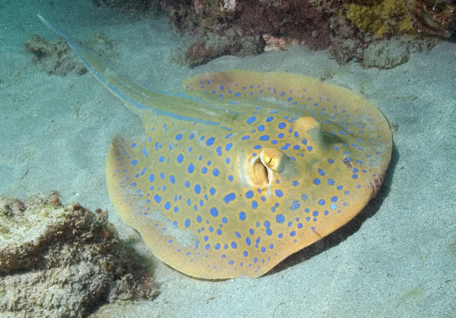 Bluespotted ribbontail stingray