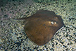 Blue stingray Dasyatis chryonata