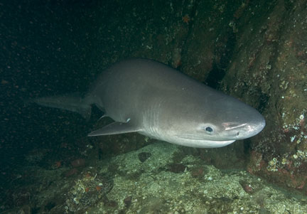 http://www.elasmodiver.com/images/Bluntnose-sixgill-shark-01.jpg