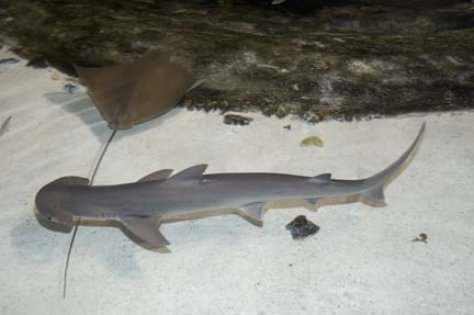 Bonnethead Shark Picture