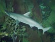 Bonnethead Shark