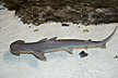 bonnethead shark
