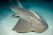 Bowmouth Guitarfish