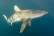 Bronze Whaler Shark