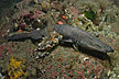 Brown Catshark