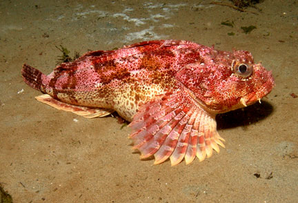 Buffalo-sculpin-2.jpg