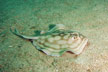 Bullseye Stingray