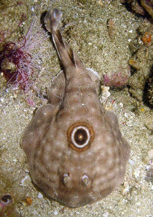 Bullseye Electric  Ray
