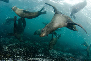 Sea Lions