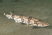 Chain catshark