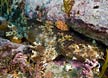 Cobbler Wobbegong Shark