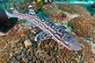 Coral Catshark