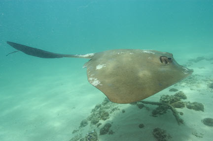 Cowtail Stingray Picture 