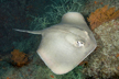 Diamond Stingray