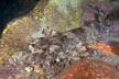 Dwarf Ornate Wobbegong picture