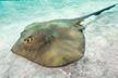 Eastern Cowtail Stingray