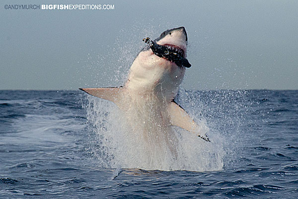 False_Bay_Shark_Diving_2014_009.jpg