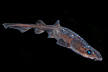 filetail catshark