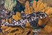 Galapagos Bullhead Shark. Heterodontus quoyi.