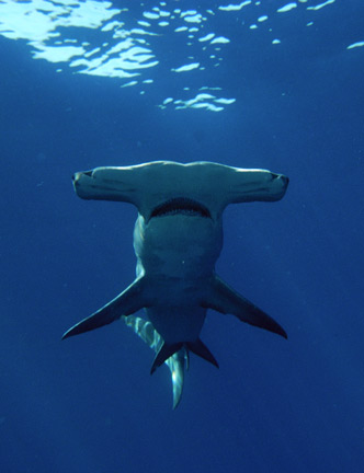 Great-Hammerhead-13-(Andy-M.jpg