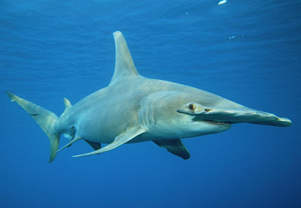 http://www.elasmodiver.com/images/Great-Hammerhead-21.jpg