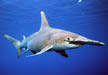 Great Hammerhead Shark