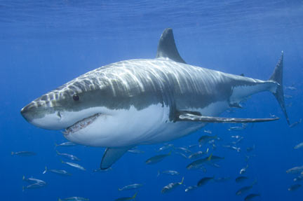 Great White Shark picture 7