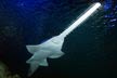 green sawfish
