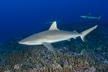 grey reef shark