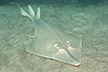 Halavi guitarfish