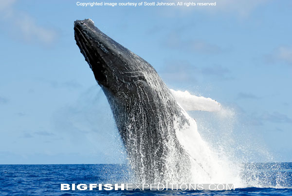 Humpback Whale Diving Socorro