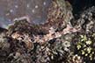 Raja Ampat Epaulette Shark