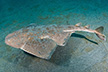 Japanese angelshark