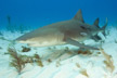 Lemon Shark