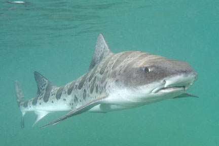 http://www.elasmodiver.com/images/Leopard-Shark-001.jpg