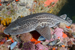 Leopard Catshark