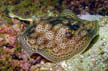 leopard round stingray