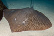 Leopard whipray - Himantura undulata.