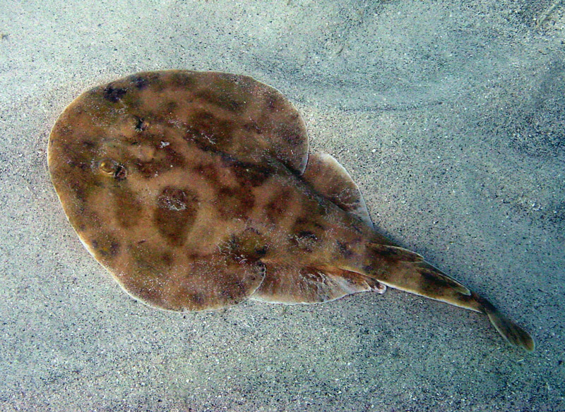electric ray pictures