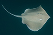 Longnose stingray - Hypanus guttatas